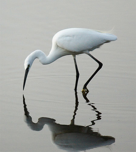 Little egret with reflection by Liz Gent
