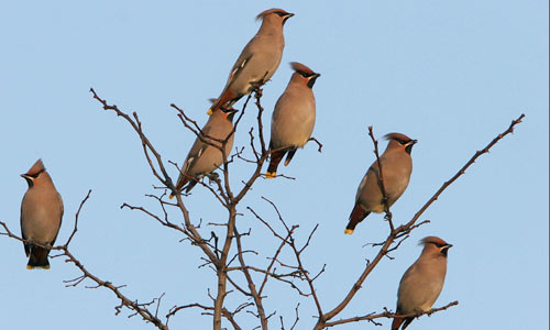 Starlings (photo copyright: John Harding/BTO)