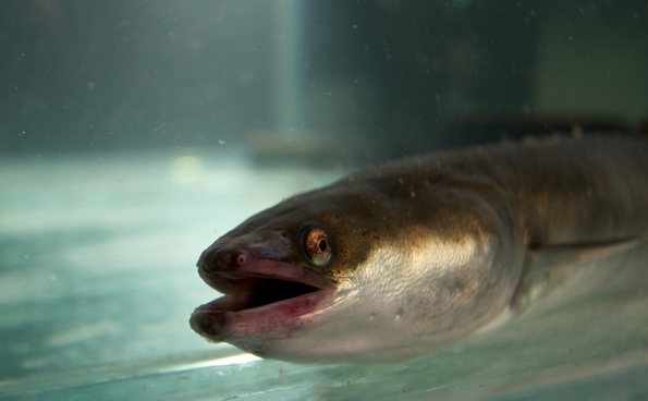 eel