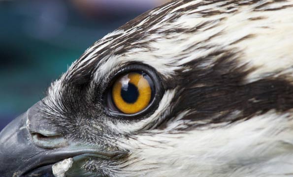 Osprey eye