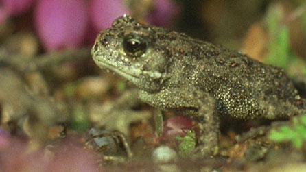 natterjack toad