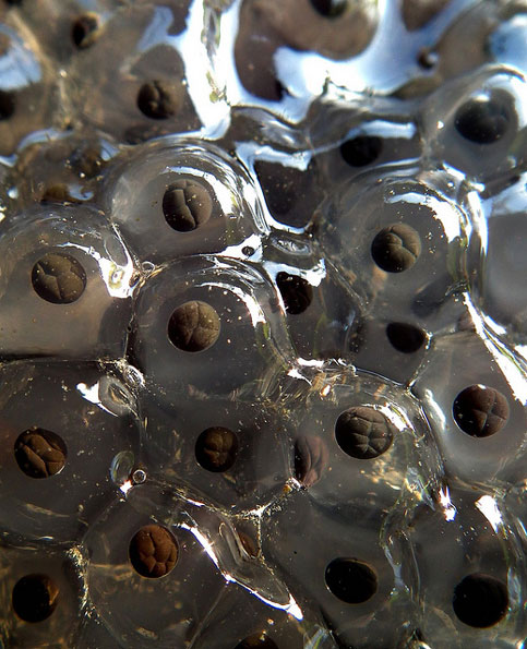 Frog spawn by Derbyshire Harrier