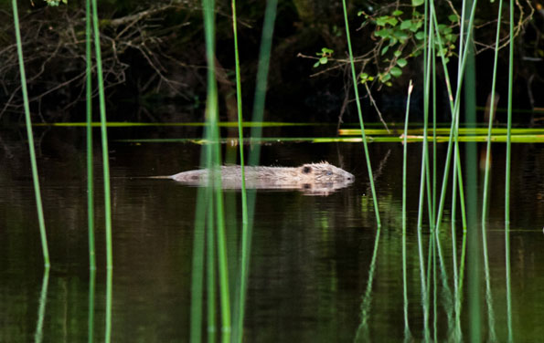Beaver swimming through reeds reflected in water copyright Scottish Wildlife Trust