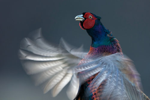 Displaying cock pheasant © John Mactavish
