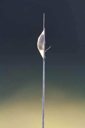 burnet moth caterpillar in cocoon by dom greves