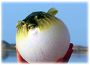 Puffer Fish