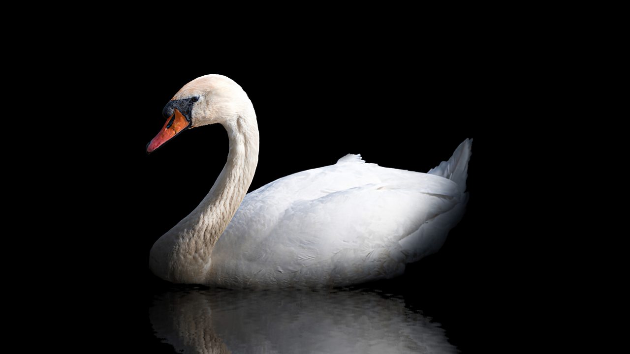 Grieg: 6 Songs, Op 25 (ii. A swan)
