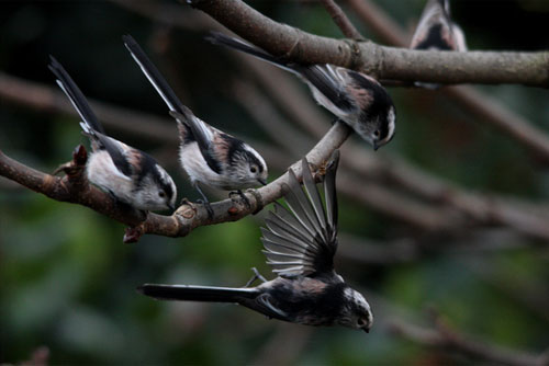 Long tailed tits by Debbie Grant