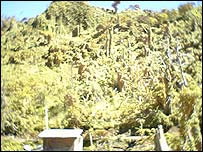 A destroye nutmeg farm in Grenada