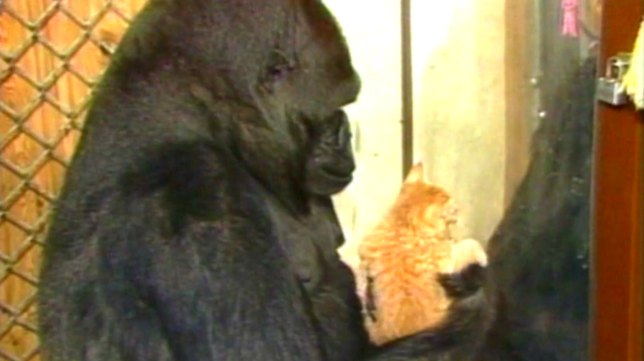 Koko the Gorilla, 1985
