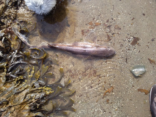 Smaller spotted catshark copyright Joana
