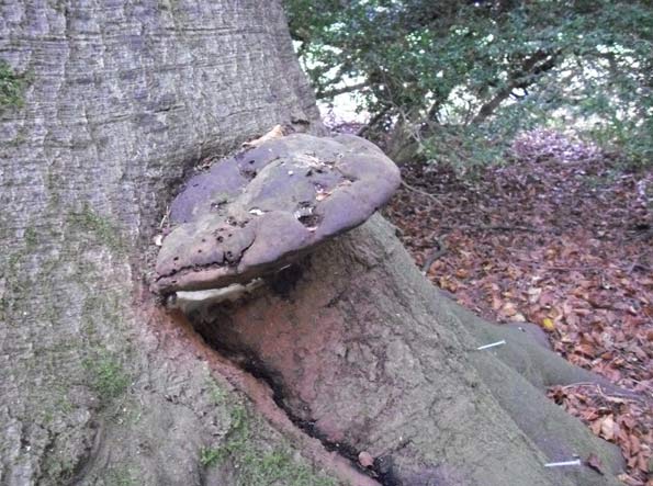 fungal fruiting body