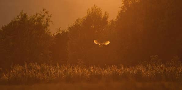 Barn owl
