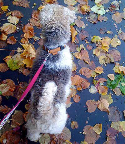 Ricky takes his dog Phamie for her morning walk