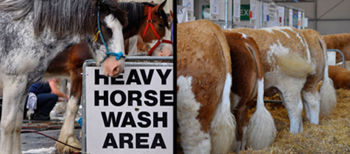 Horses and cows: The Royal Highland Show 2010