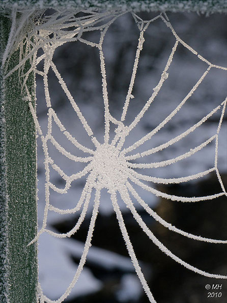 Frosted spider web by Maria-H