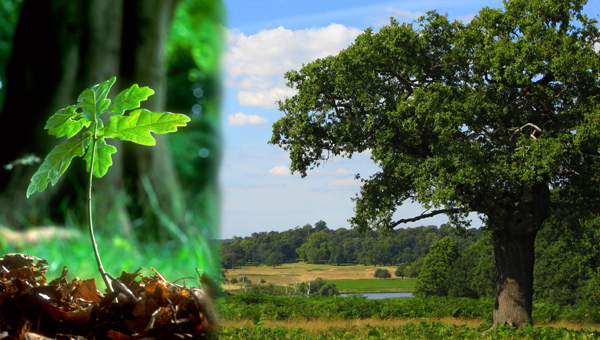 Oak sapling and tree