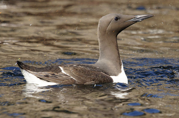 Guillemot by Tim Phillips