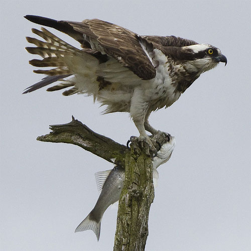osprey by Dom Greves