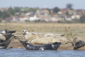 Breeding seal colony at Pegwell Bay