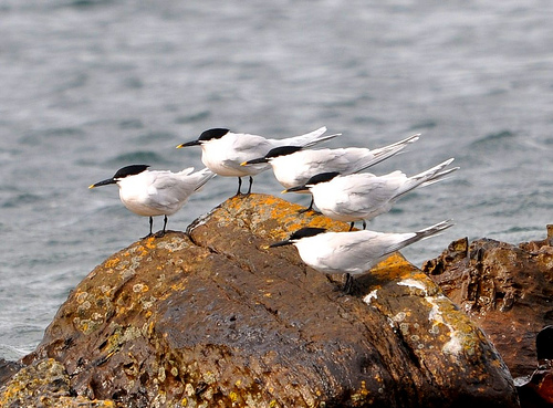 sandwich terns by Janet Laing