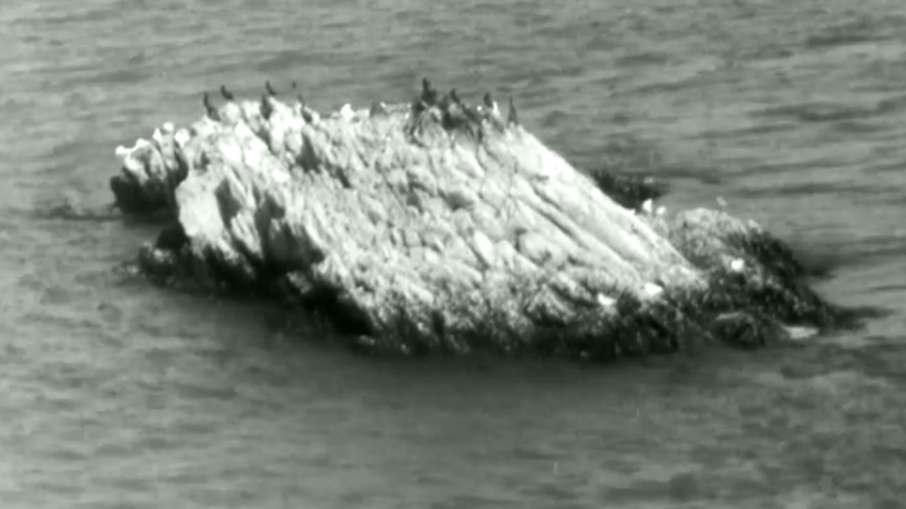 Birds on the rocks interlude, 1954