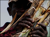 Cane farmer
