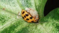 Parasitoid harlequin ladybird, courtesy Francis Bakos