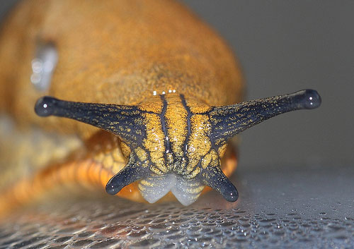 large red slug by Jason Elmore