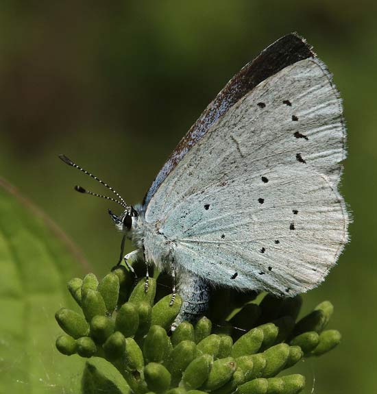 Holly blue by Sandra Stanbridge