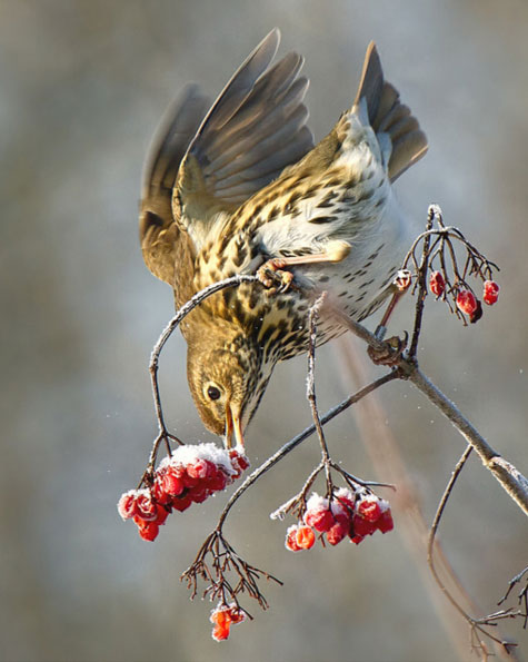 Thrush by Andrew Haynes