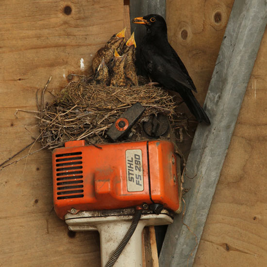 Blackbird nesting on top of a strimmer Robert-Fuller