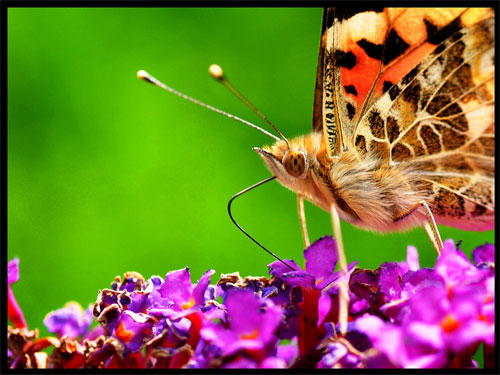 Butterfly © Aimee Goold