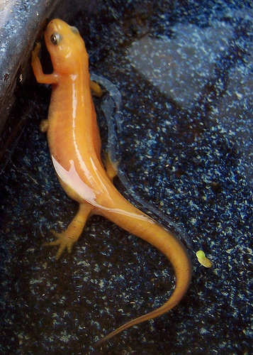 yellow newt by N-ewt