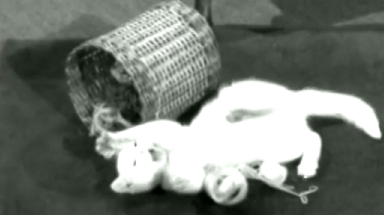 Kitten interlude, 1954