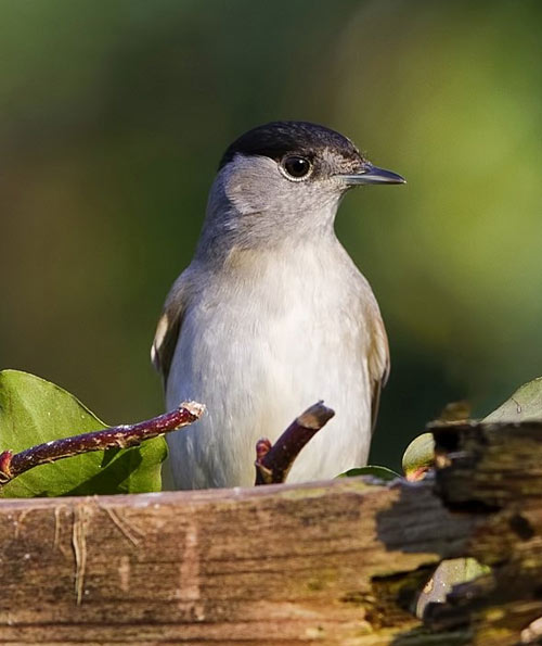 Blackcap by Rob Cross