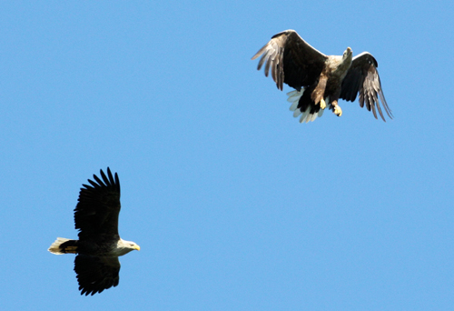 Mull's eagles in the sky