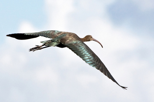 Glossy ibis in flight by Alan Forder