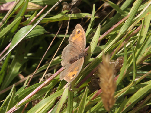 Gatekeeper © Emma Brennand
