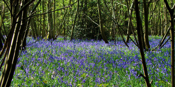 Bluebell wood by Deborah Rigden