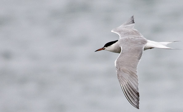common tern