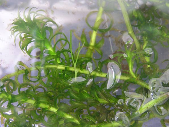 curly waterweed