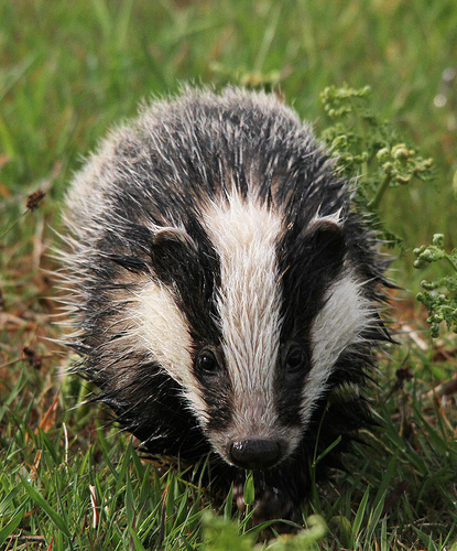 badger cub by dan belton