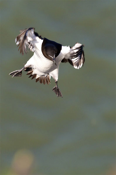 Razorbill landing by Simon Watling