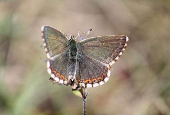 chalkhill blue female butterfly by robsol82
