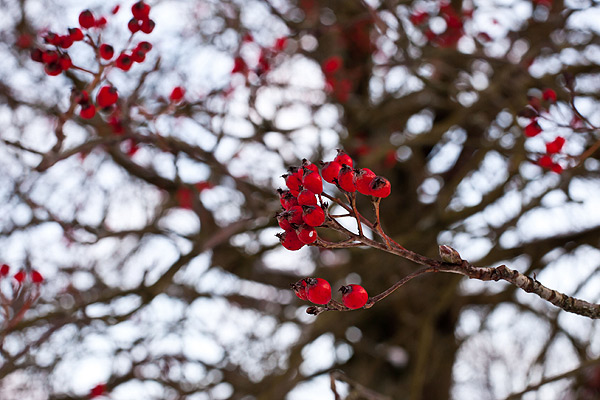 frozen berries