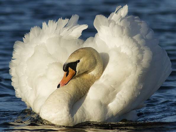 Swan by Keith Cochrane