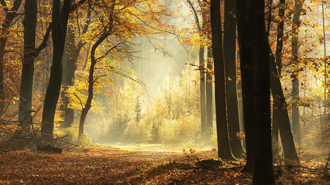 Elgar: Quartet in E minor, Op 83