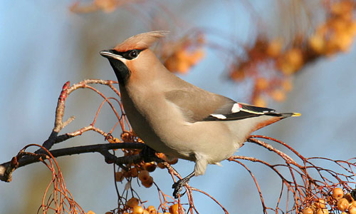 Waxwing copyright John Harding/BTO