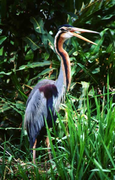 Purple heron copyright Slim Sreedharan/BTO